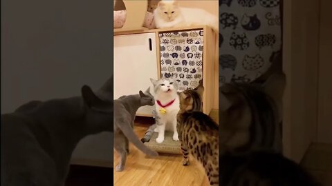 FUNNY CUTE KITTEN - Tiktok Compiled #Shorts