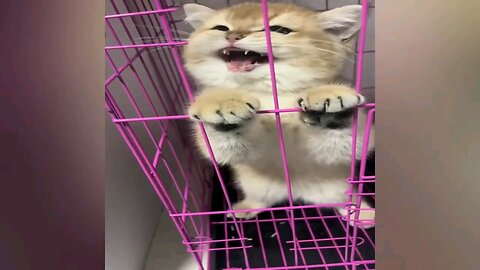 funny care