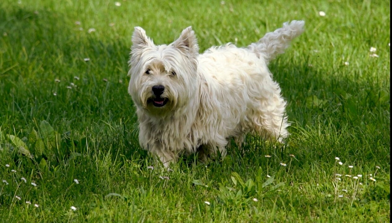 Aww Cute Dog 😍 Lovely Hairy Dog