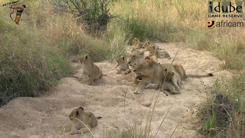 Daughters Of The Mapogo Lions - Rebuilding The Othawa Pride - 5: Relaxing In A Dry Riverbed