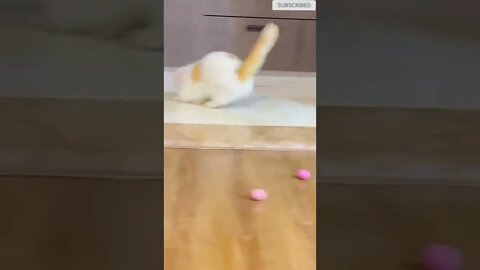 cute cat videos 😹 funny videos 😂 622 😻