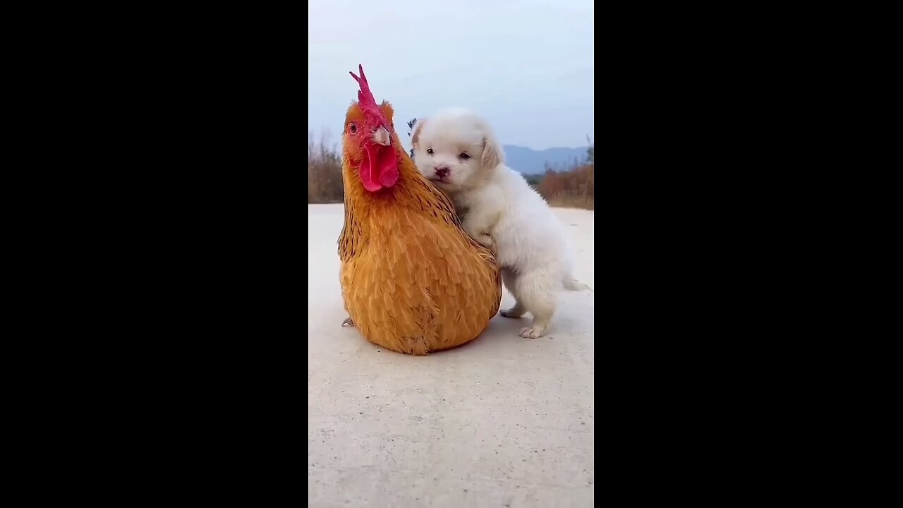 Nice Friendship / little puppies & little chick 🐣 & chicken 🐔 A beutiful 😍 moment #animalvideos