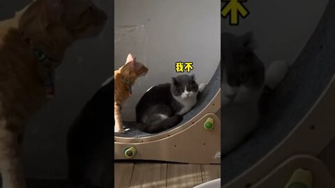 自制猫咪跑步机