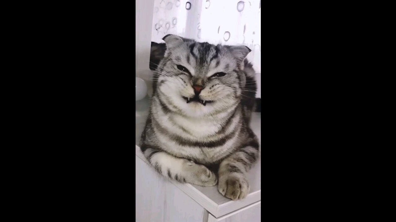 Smeile please puzzyCAT