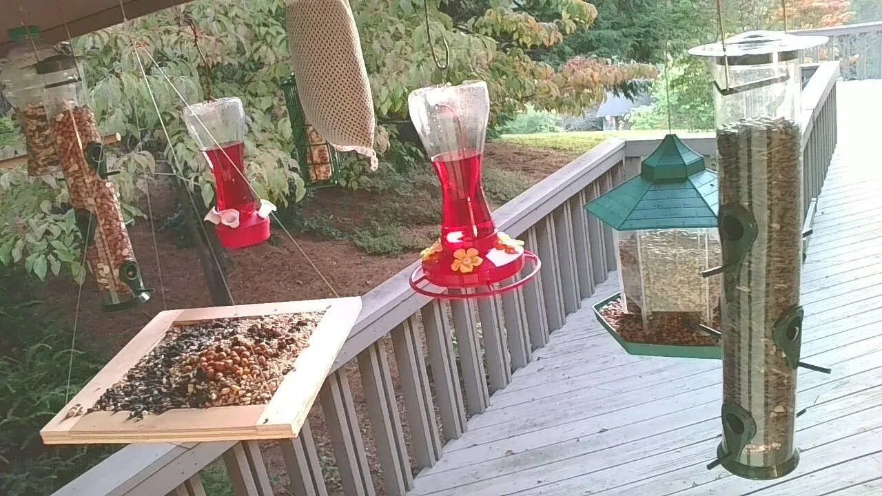 Live Sept 19 2021 Bird Feeder in Asheville NC. In the mountains