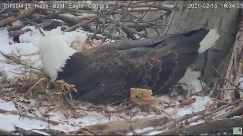 Hays Eagles Dad incubates 2 eggs- talons balled up 2021 02 16 4:32PM