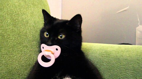 "Funniest Cats Ever - Laugh Out Loud with These Hilarious Feline Antics!"