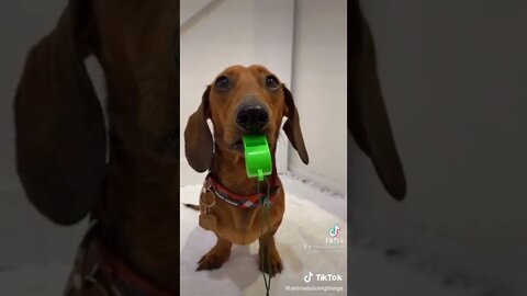 Dog dog is very funny in the animal world