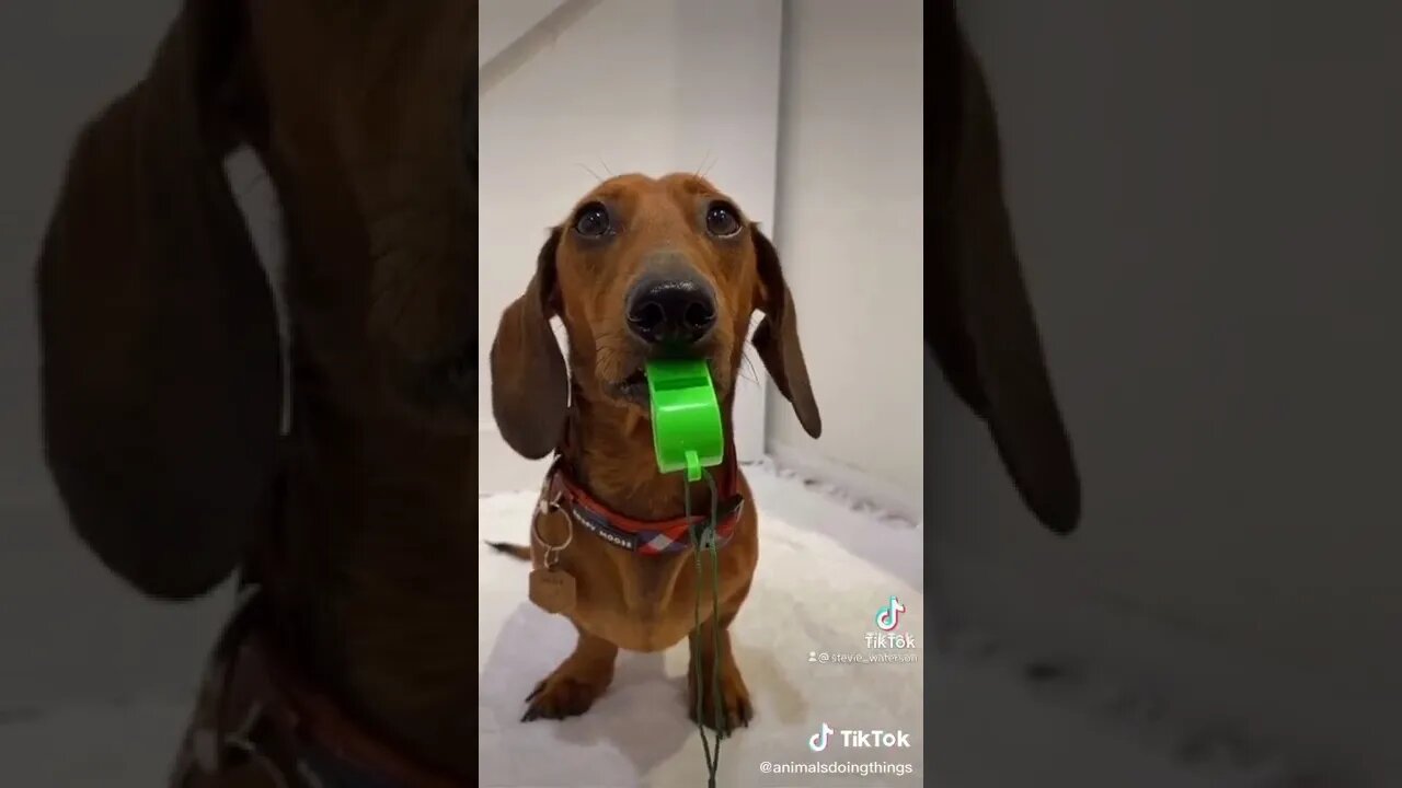 Dog dog is very funny in the animal world