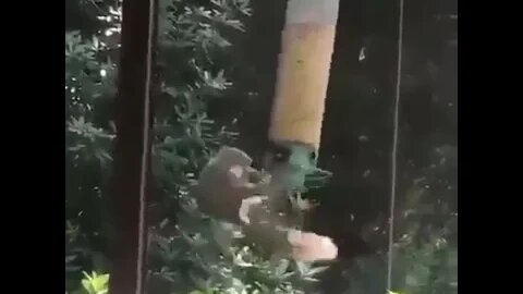 Squirrel Goes For a Spin