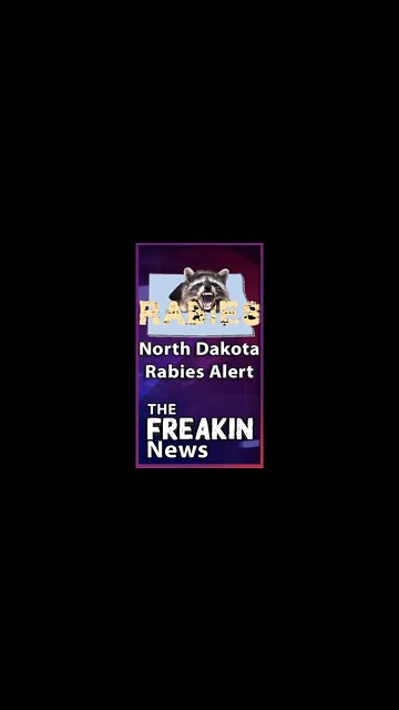 North Dakota Issues Rabies Alert After Woman Walks Into Bar With A Racoon #shorts