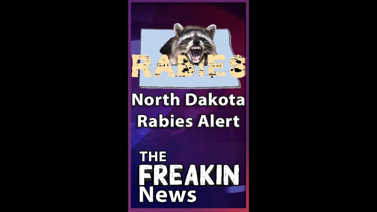 North Dakota Issues Rabies Alert After Woman Walks Into Bar With A Racoon #shorts