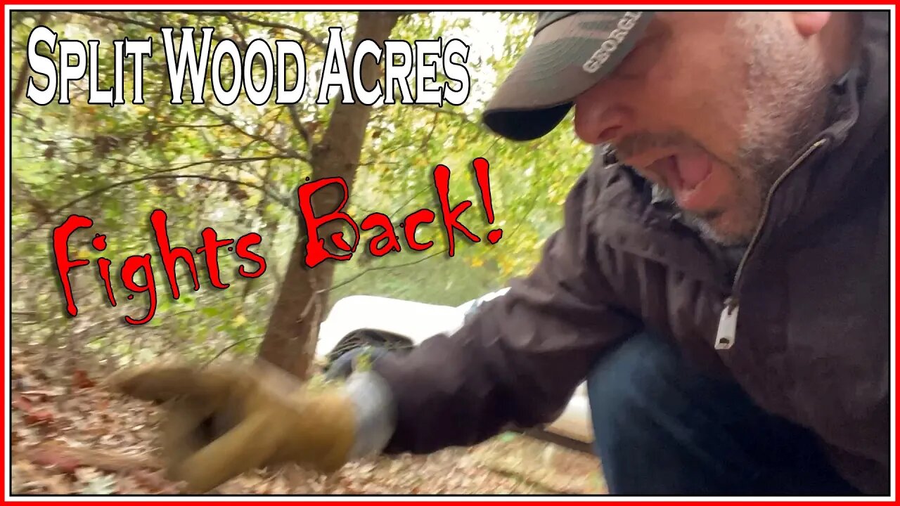 Split Wood Acres Fights Back And Blood Will Be Spilled!