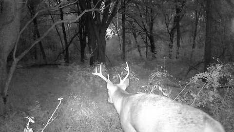 Trail Camera: Whitetail Buck