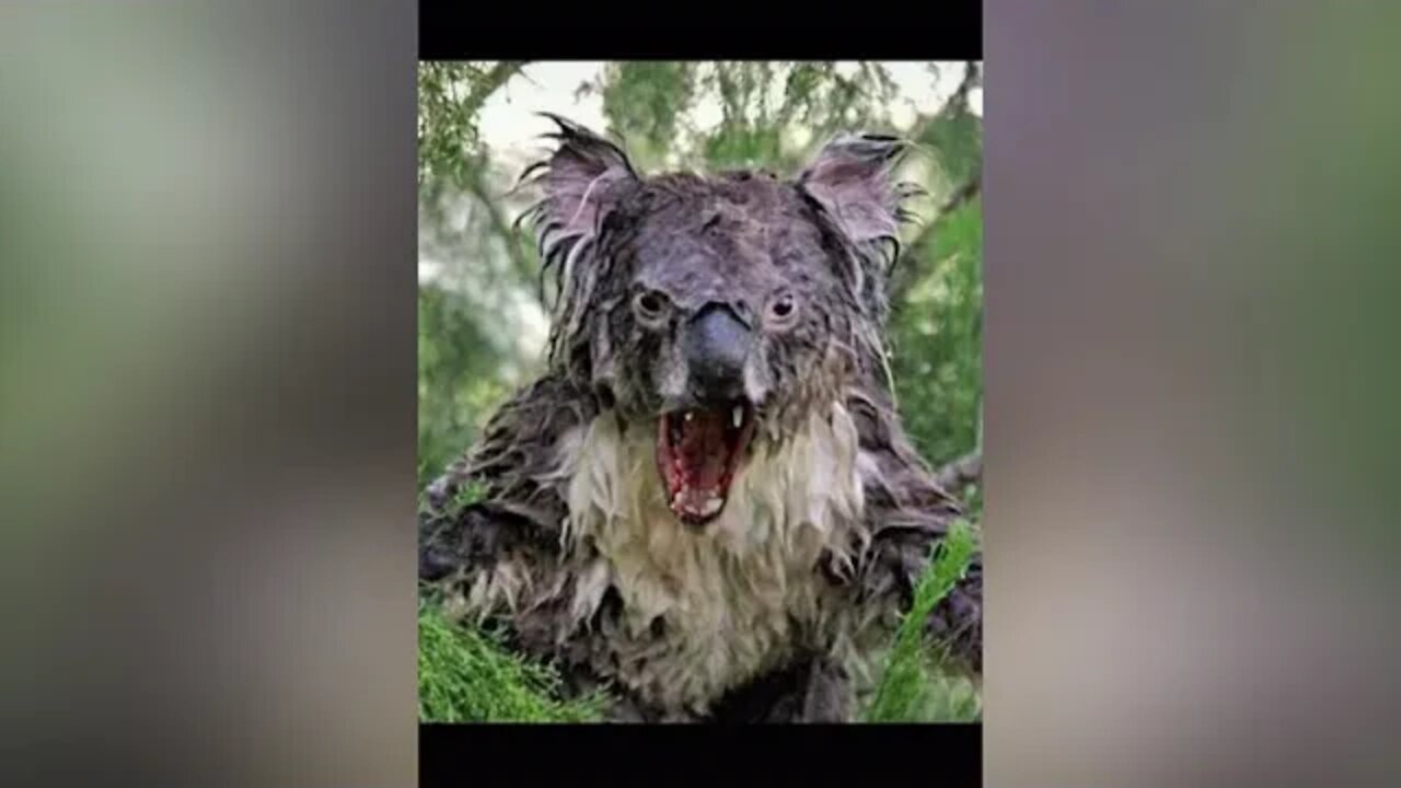 Daisy Daisy creepy TikTok trend PART 22