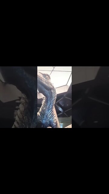 Best Roller Coaster!!!