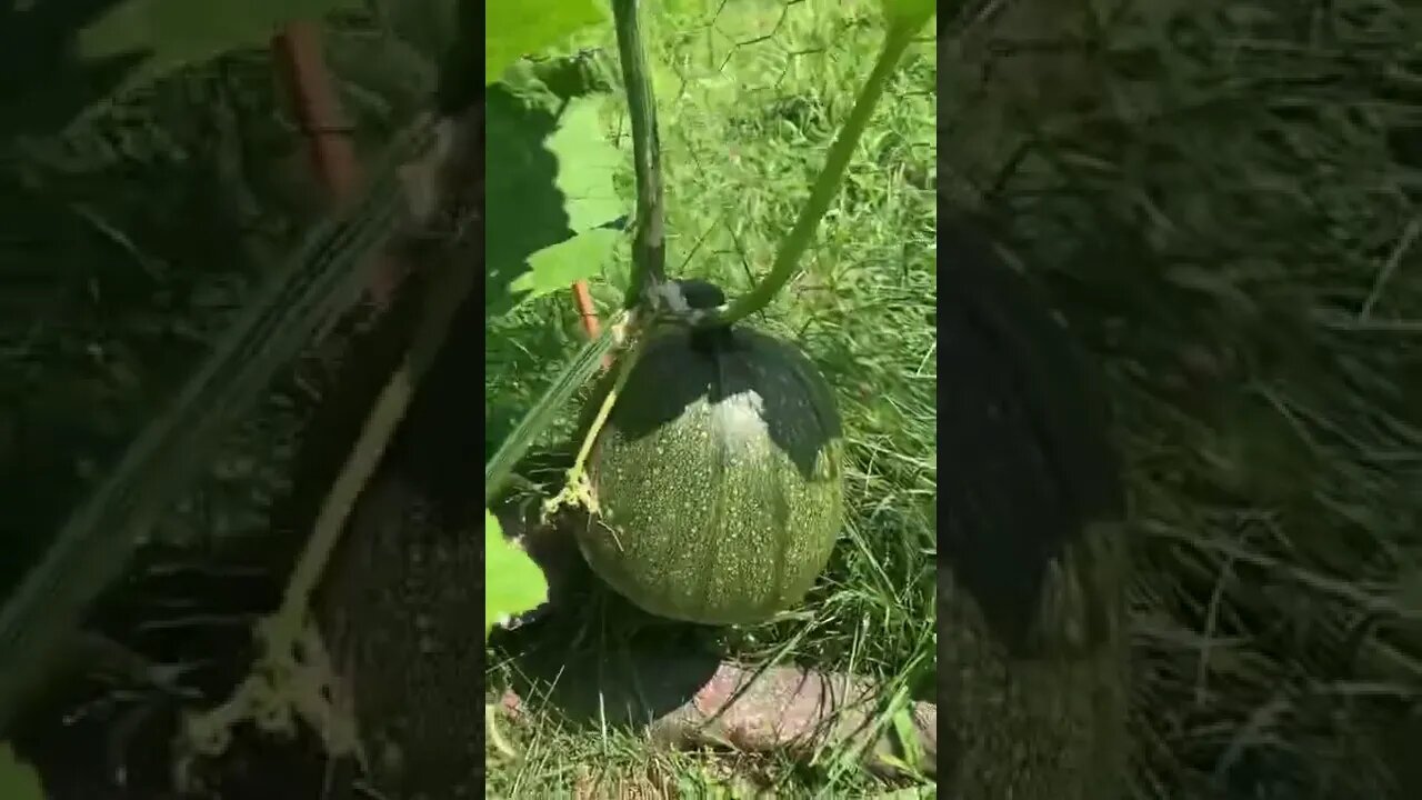 Garden update : pumpkins