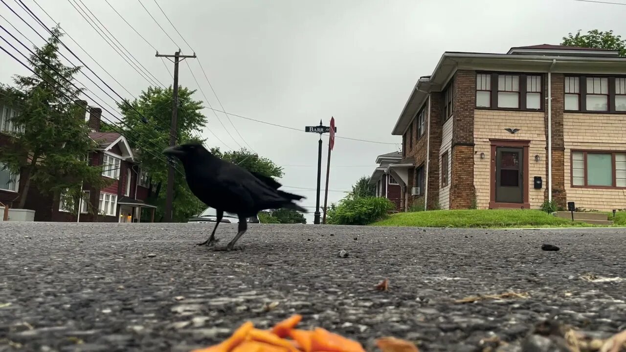 Crow Close-Up: Cheeze Crackers