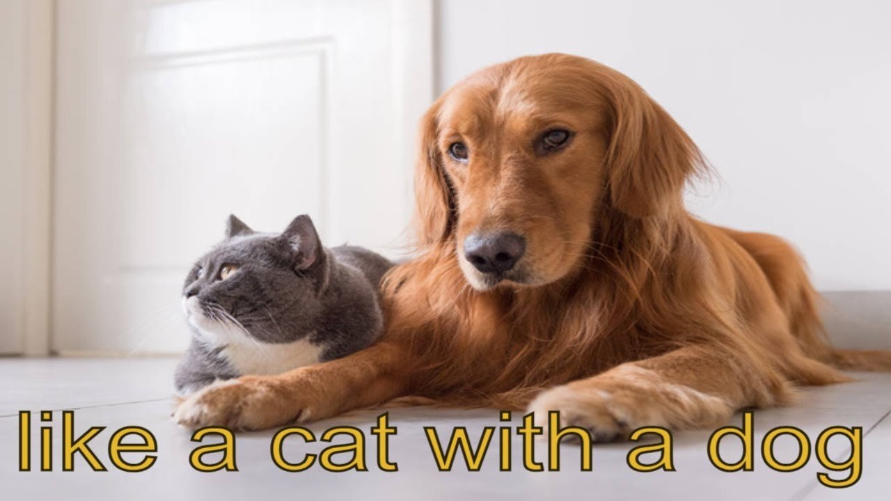 Unlikely Friendship: Astonishing Cat and Dog Duo! Short