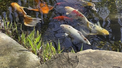 Koi Pond