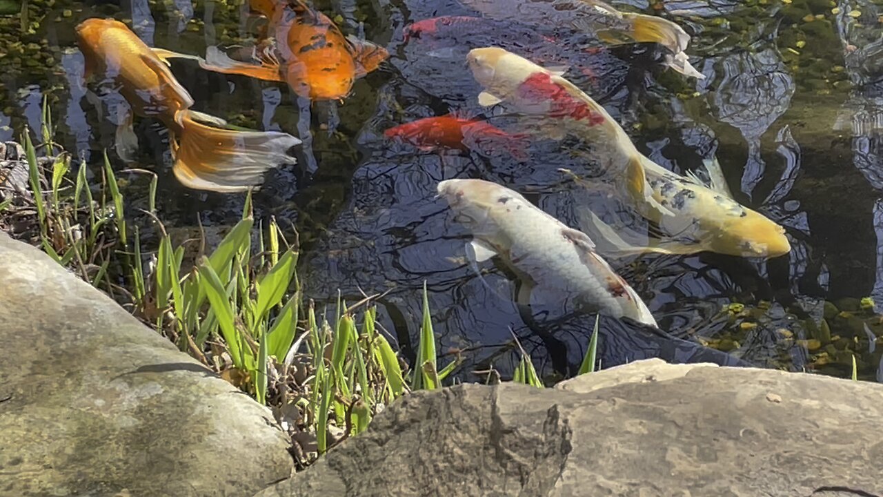 Koi Pond