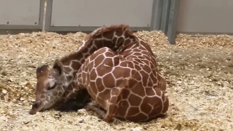 Giraffes spend only 10 minutes to 2 hours a day sleeping