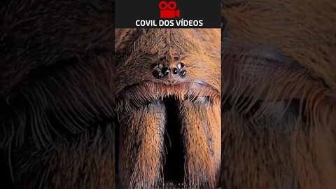 veja os olhos de uma aranha em zoom