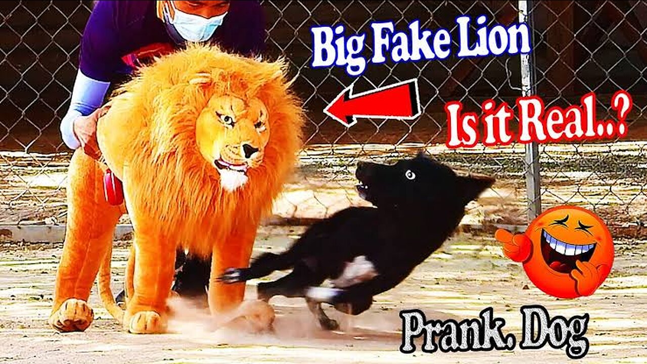 Troll dog fake lion prank gone funny