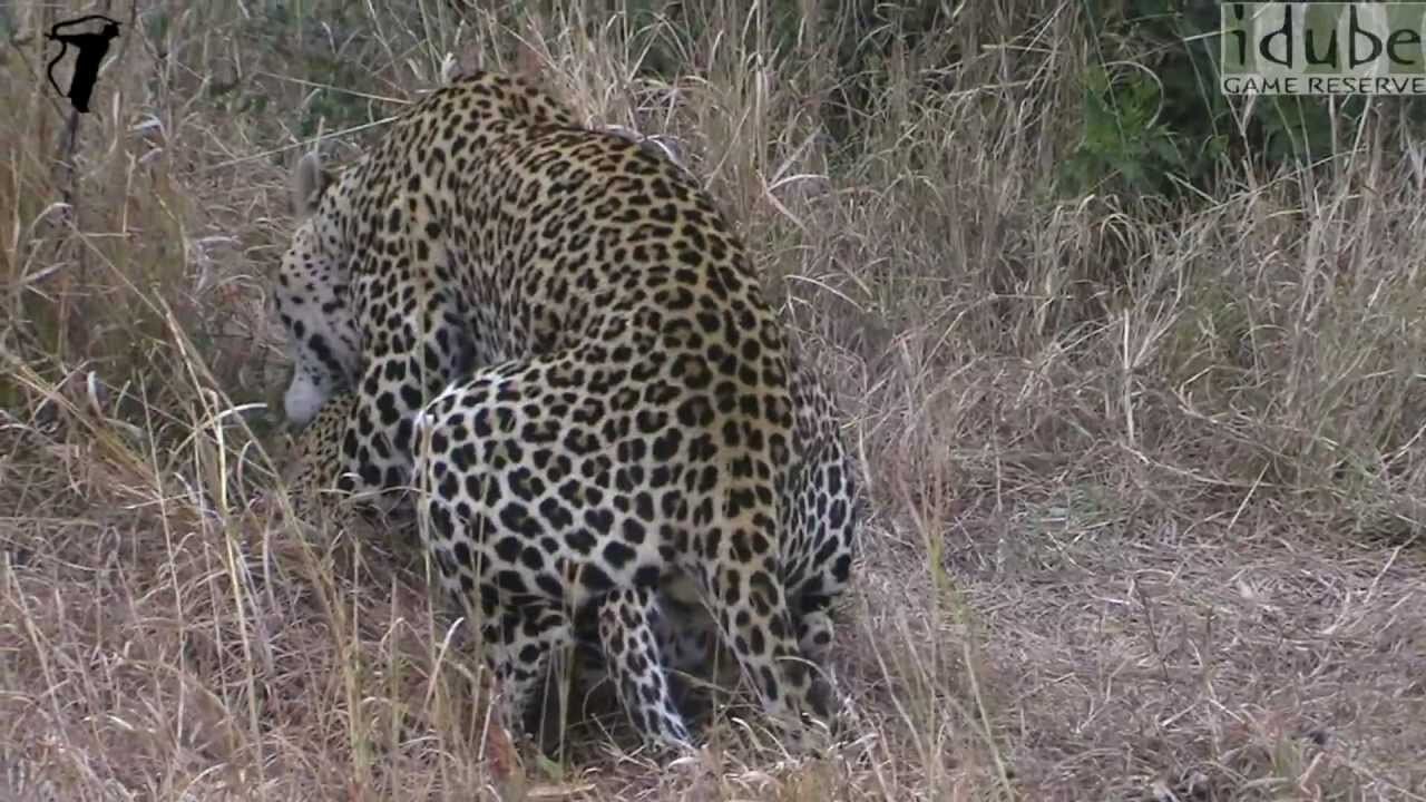 WILDlife: Leopards Pairing on a Cloudy Day