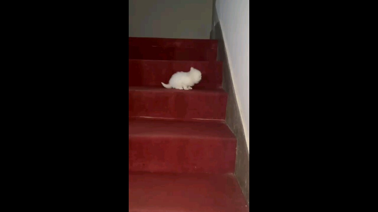 Cute kitten hops down the stairs!