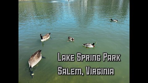 A Stroll At Lake Spring Park Salem, Virginia! There were Ducks And Geese Everywhere! #birds #nature