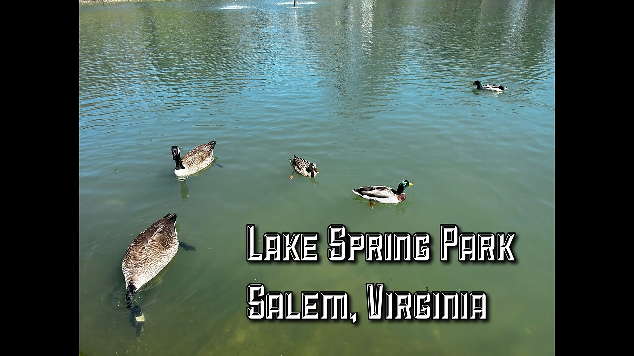 A Stroll At Lake Spring Park Salem, Virginia! There were Ducks And Geese Everywhere! #birds #nature