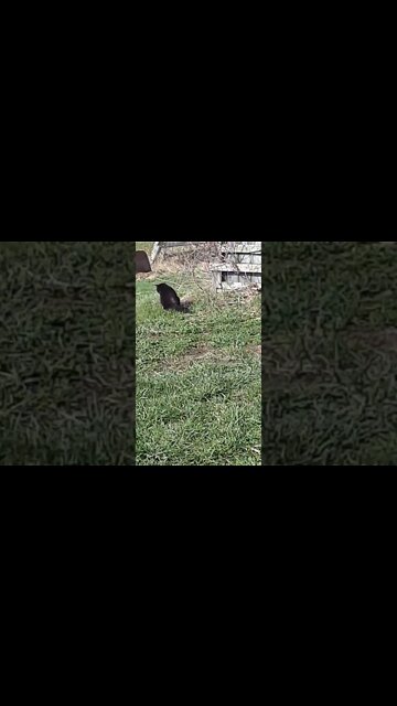 #caturday #farmcats #ohhighbud