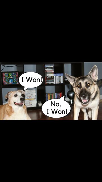 # shorts Cutest Dog Couple Argument (Comment Who Is The Winner)