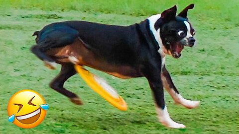 Funniest Animals 😄 New Funny Cats and Dogs Videos 😹🐶 Part :- 14
