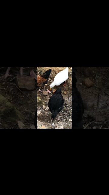 Young roosters free range with ducks