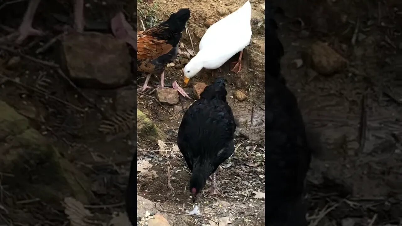 Young roosters free range with ducks