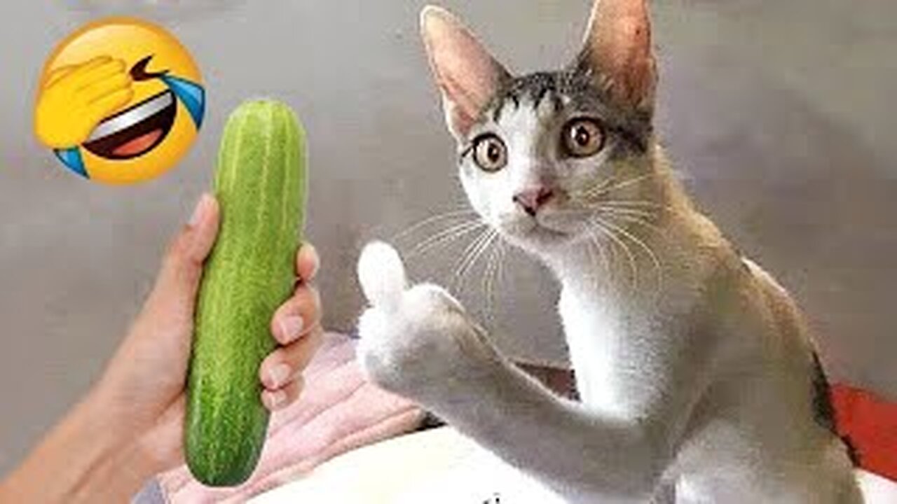 Funniest Cats and Dogs 🐶🐱 Funny Animal Videos 2023