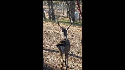 Backyard bucks!