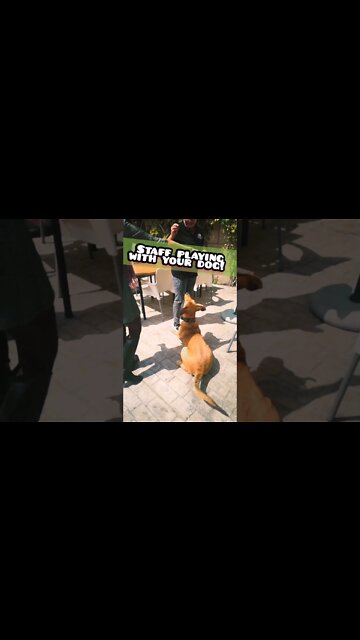 All restaurants should be like THIS!!! Dog Cafe Las Piedras