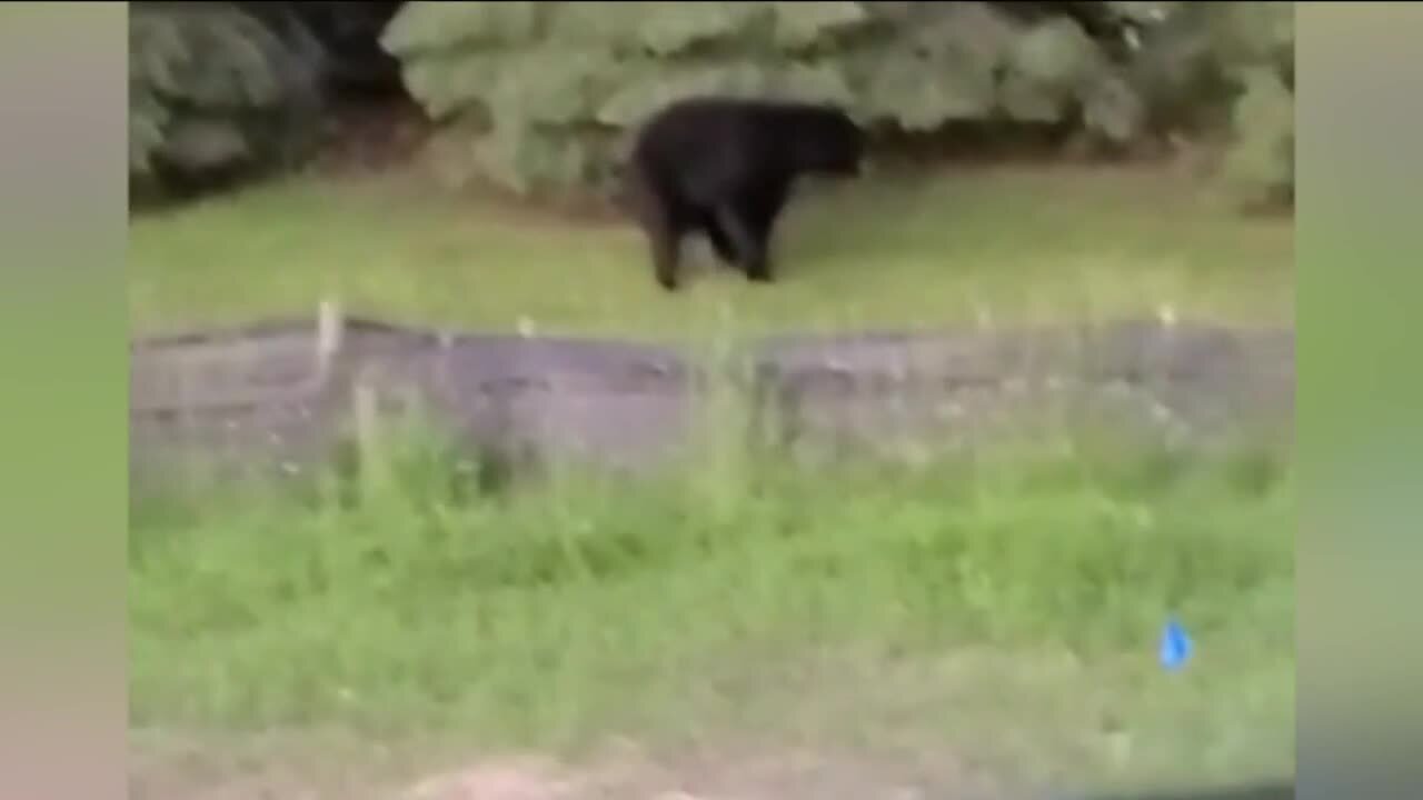 Black bear spotted near road in Franklin, Wis.