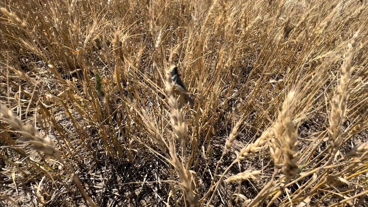 DAY 44 / 2022 Wheat Harvest / July 29