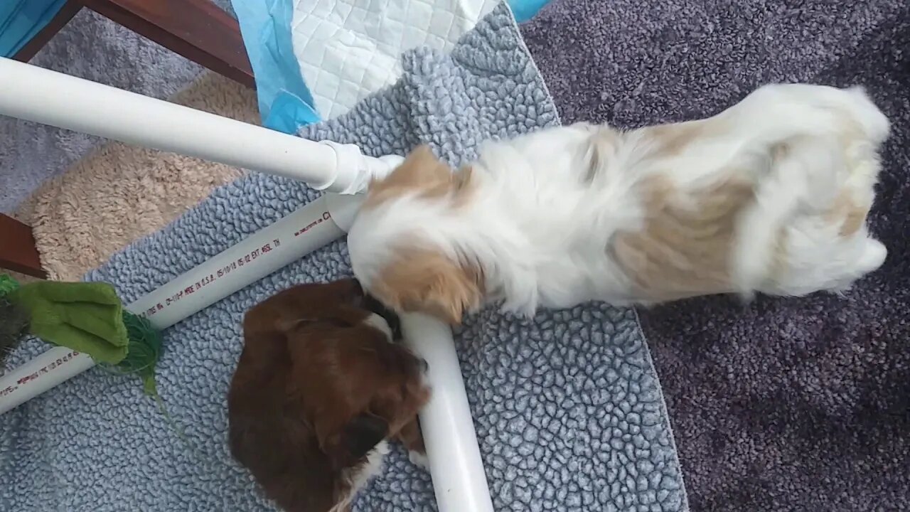 D Litter...GrowingUp(3)