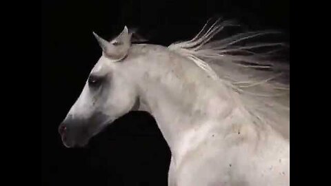 National Geographic Documentary Horses Wildlife Animal