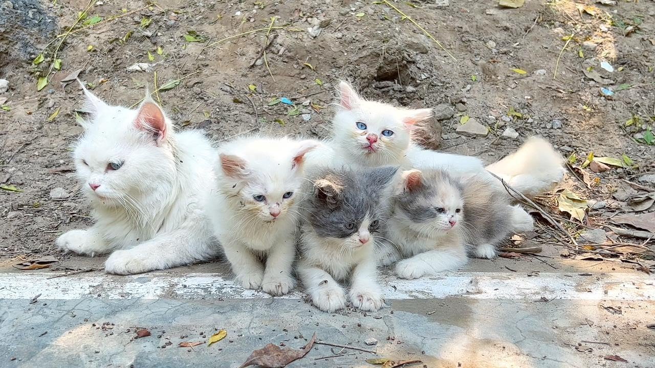 Mother cat is worried for her grown up kittens because they are very playful!