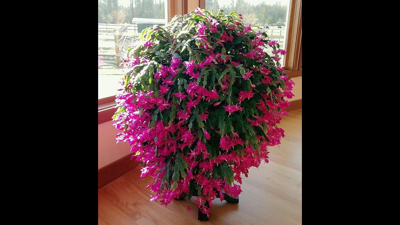 Best idea! Unique Skill for Growing Java Apple Tree
