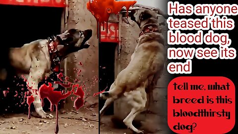 Dog#dog video #dangrues dog