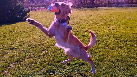 Golden retriever puppy playing in so motion is too adorable for words