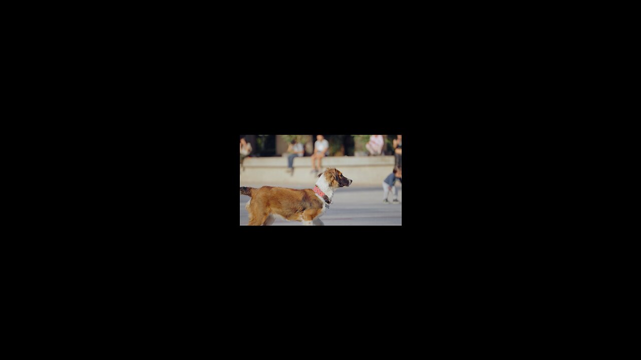 Creative action of the dog catching the ball beautifully.