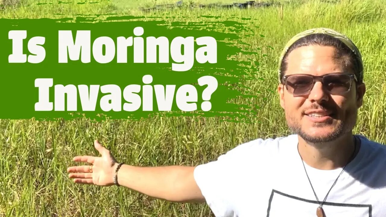 Is Moringa Invasive? Secrets of Greenbelting in Florida for Tax Incentives and Big Agriculture News